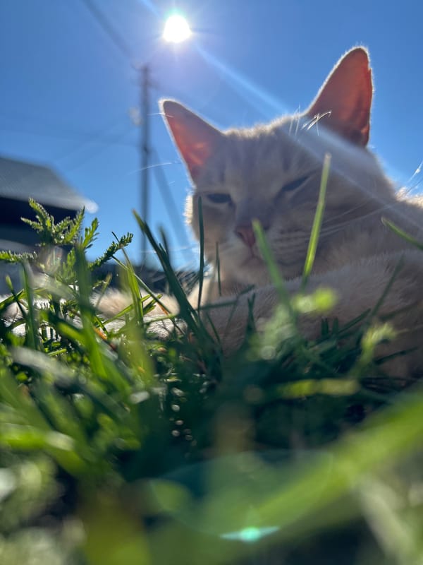 Cat lounging in sunny grass, Shebunino