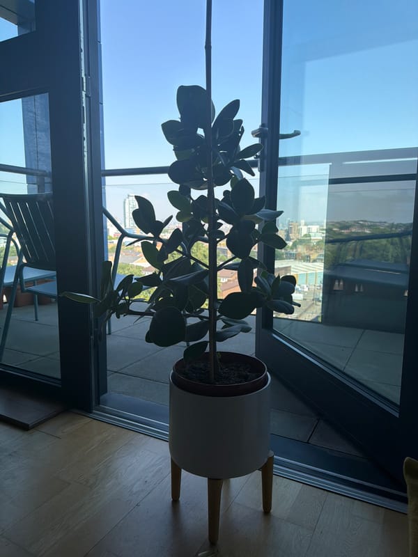 Morning skyline views and indoor plant observed in London