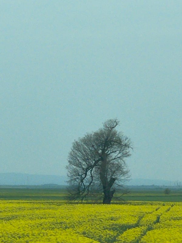 Spring rapeseed fields bloom near Bulgarian villages
