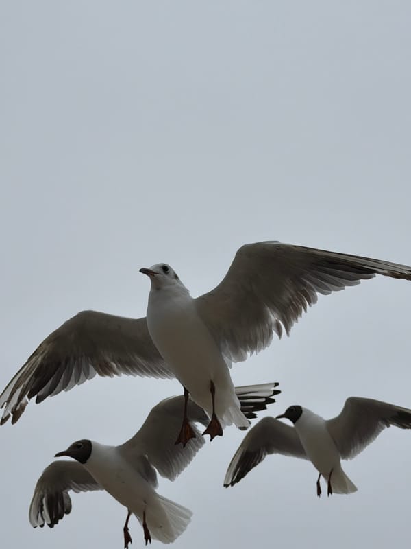 Seagulls over a choppy Baltic coast on an overcast day