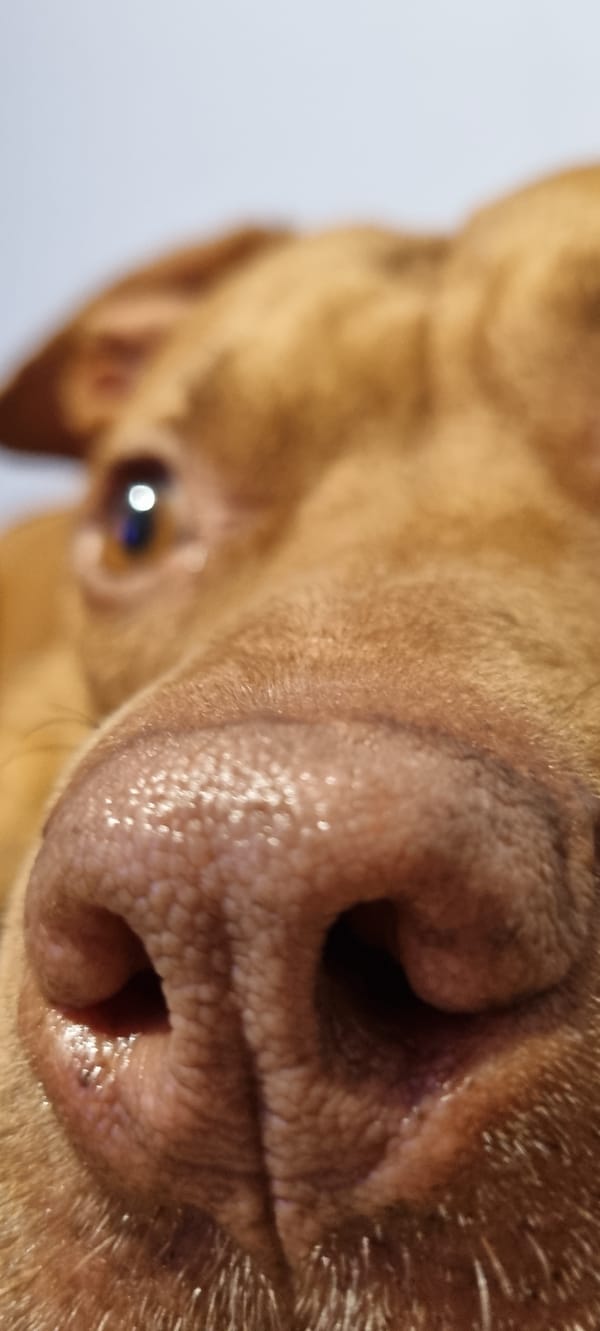 Afternoon with a brown pit bull at home in Sofia
