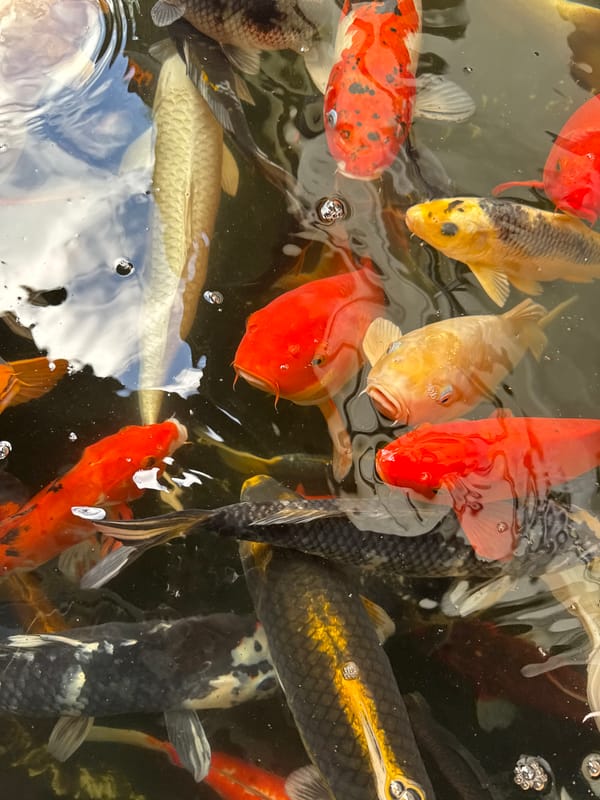 Colorful koi fish photographed in Indonesian pond