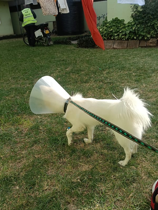 Pets spotted resting in Nairobi neighborhood Wednesday afternoon