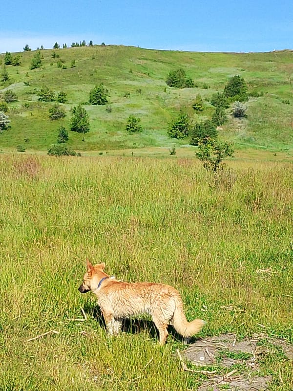 Sheep grazing with shepherd and dog in hillside pasture