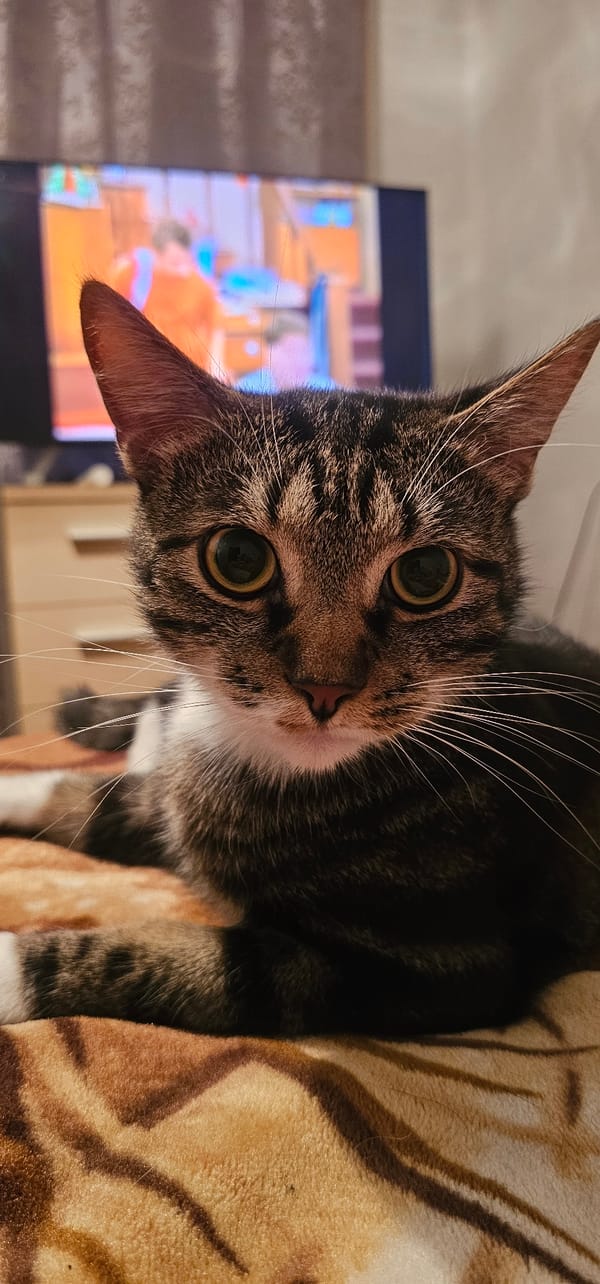 Tabby cat resting on a patterned blanket, eye contact with camera