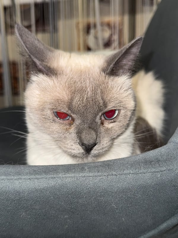 Siamese cat at home, caught in various states of rest