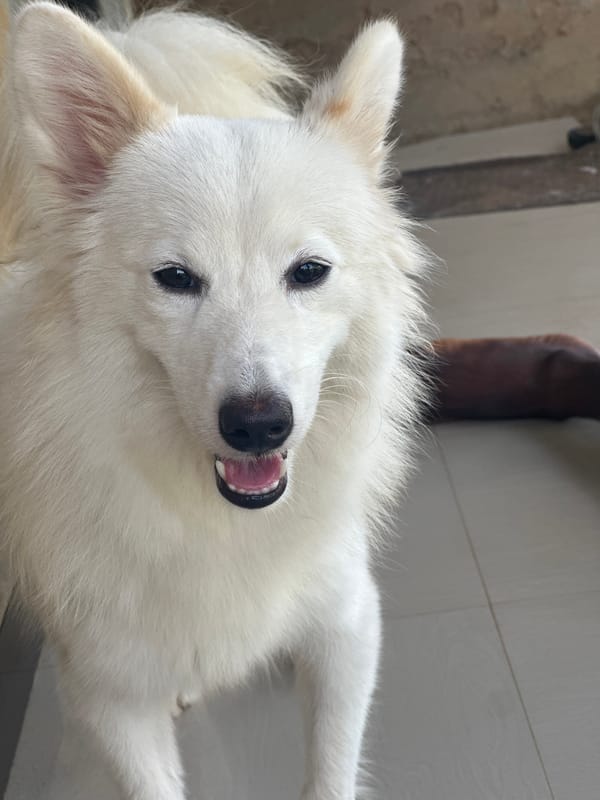 White dog rests on tiled floor in Ikot Ekpene
