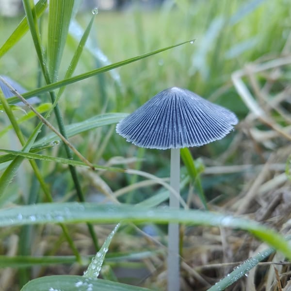 Tiny gray mushroom emerges from dewy grass in Dobrich
