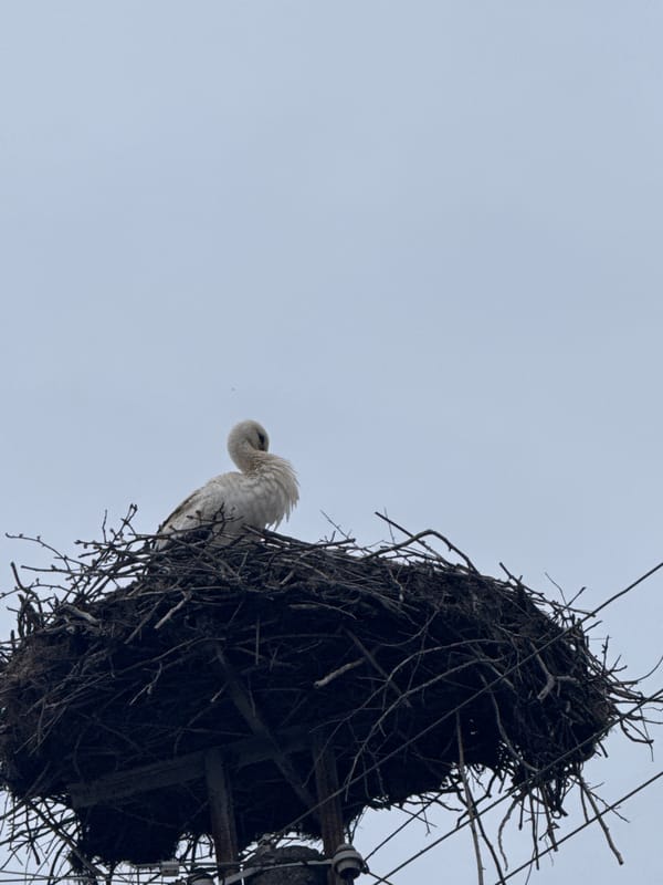 White stork observed nesting on utility pole in Bulgaria