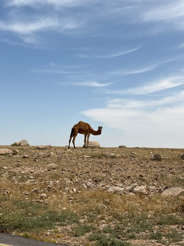 Camels graze roadside in Arad, Israel desert landscape