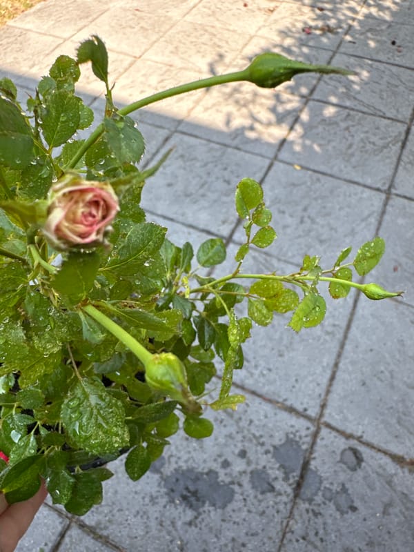 Morning garden tour through Krefeld's potted plants and greenery