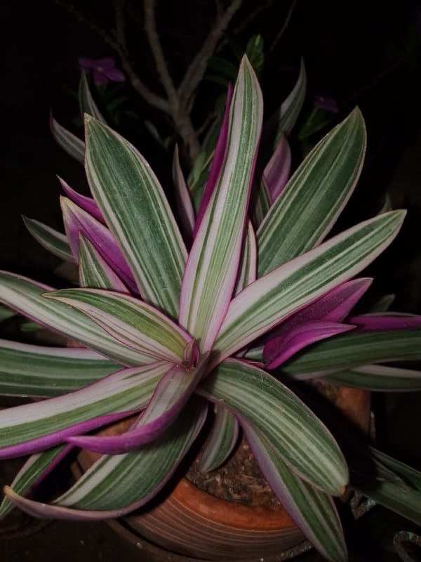 Garden documentation session captures plants and Venezuelan rum bottle