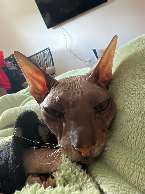 Sphynx cat and tattooed feet, a quiet afternoon in Abenberg