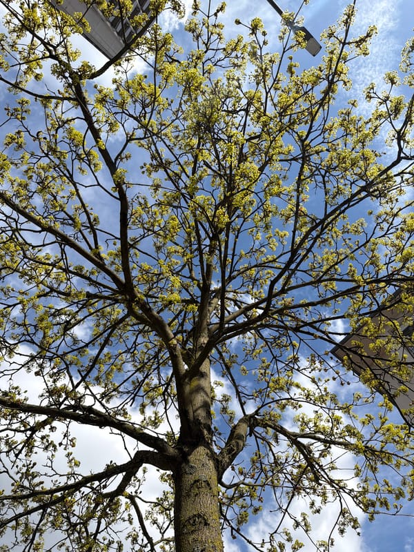 Spring foliage emerges on Luxembourg City tree