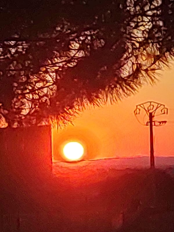 Sunset through tree silhouettes in rural Sobradillo, Spain