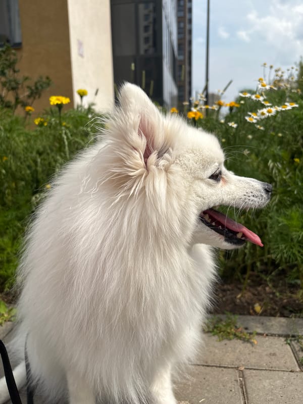 Samoyed on a morning walk through a Kazan neighborhood
