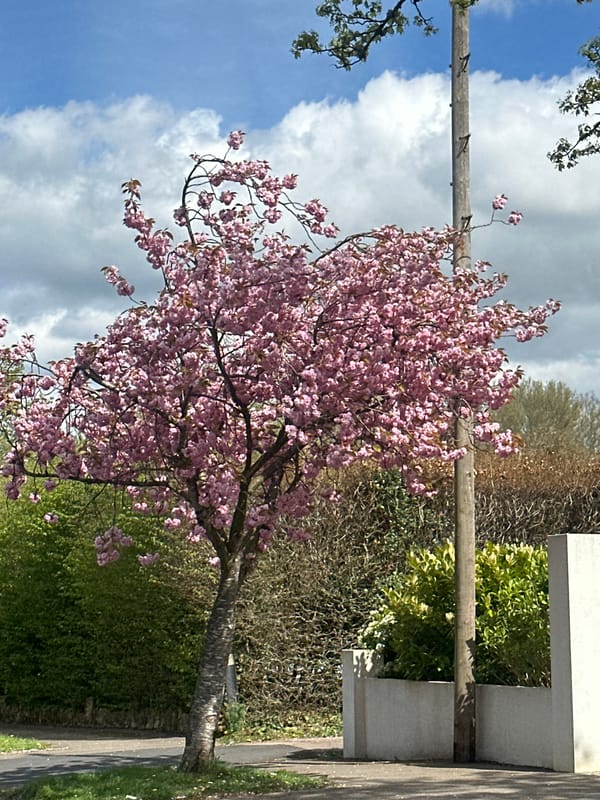 Cherry tree blooms in Tunbridge Wells amid spring weather