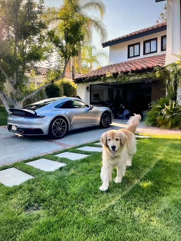 Puppy on a suburban lawn, Porsche GT3 RS on a city street