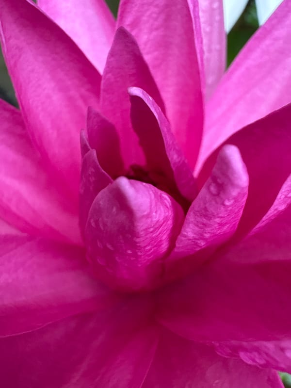 Pond life, garden details, and a red tuk-tuk in Karon