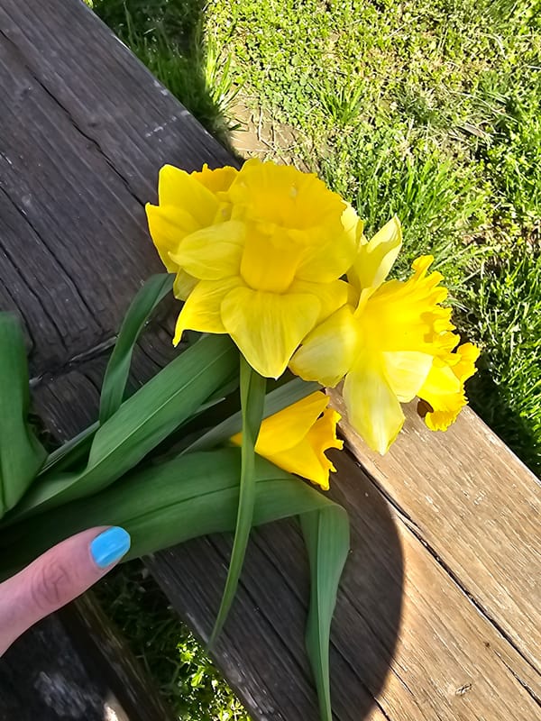 Woman photographs daffodils, takes selfie in Gabrovo park