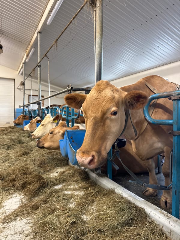 Iceland dairy farm and restaurant documented during evening visit