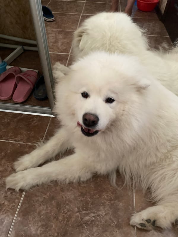 Samoyed dog fully chilling on a tiled patio