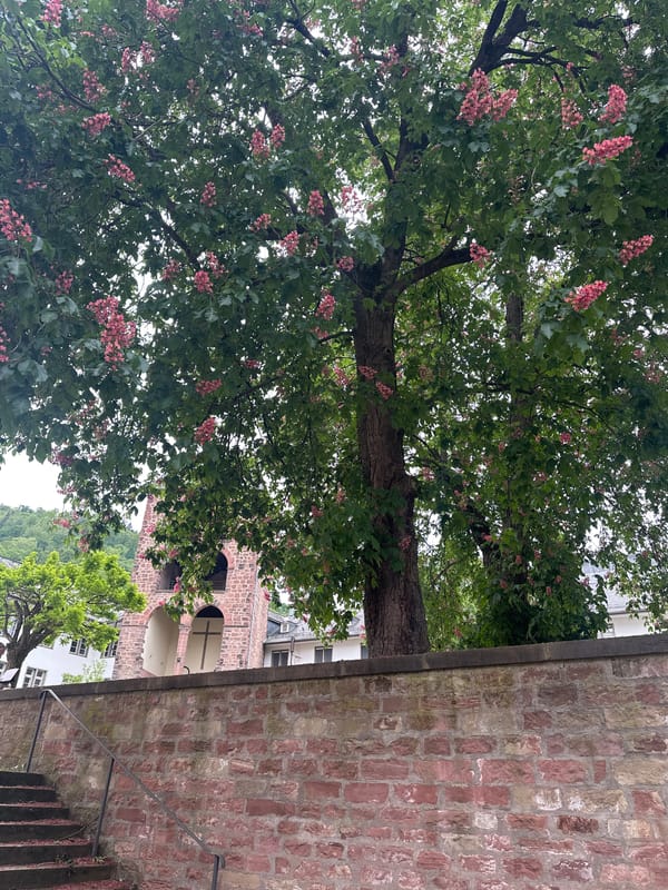 Spring afternoon documented in Heidelberg's streets and squares
