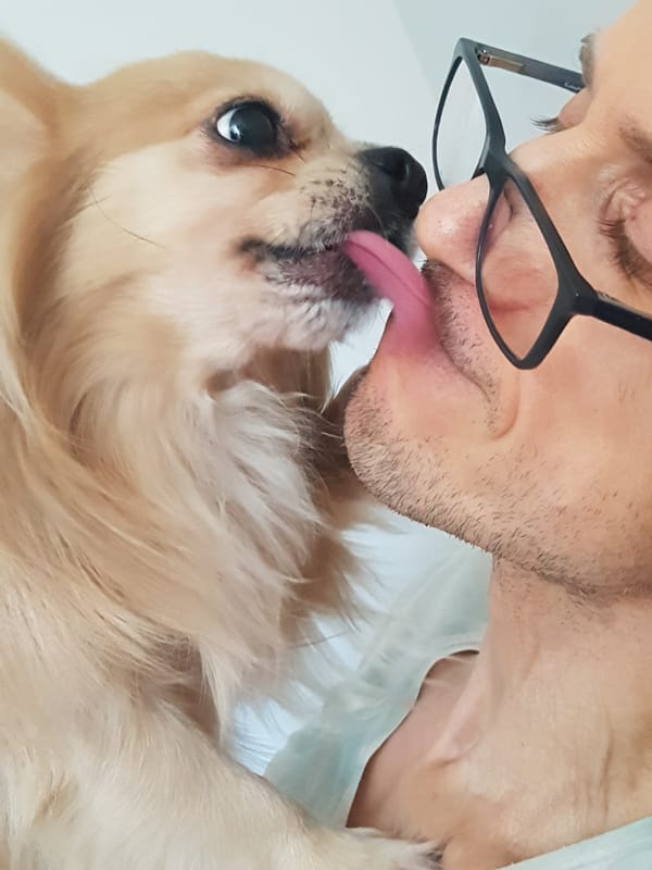 Person plays with small Chihuahua in Saint Petersburg apartment