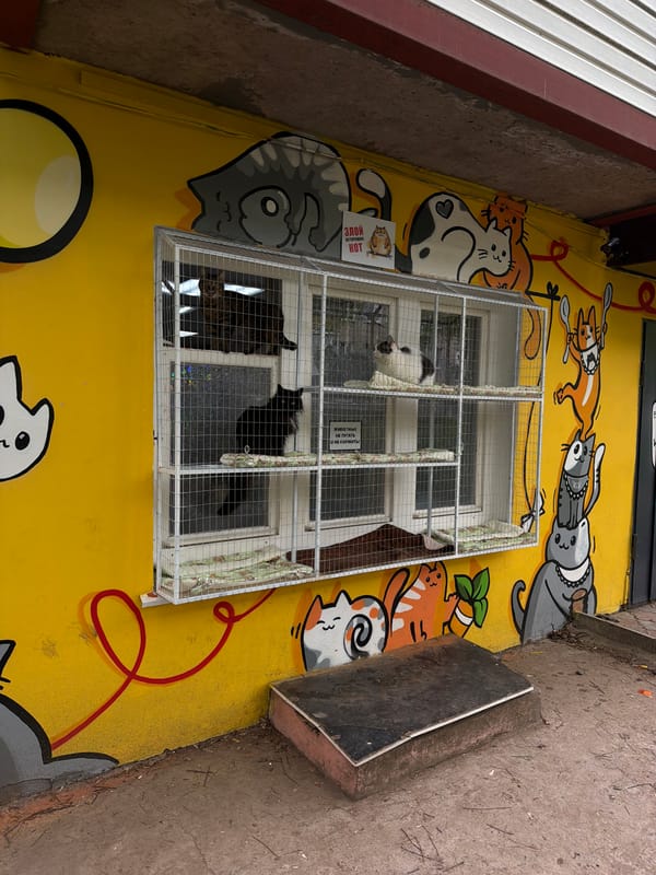 Cat-themed street mural spotted on building in Izhevsk