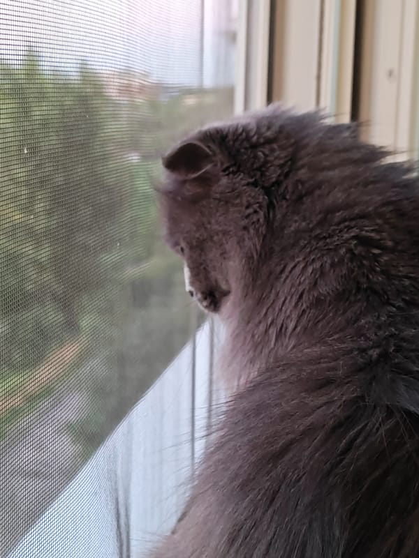 Cats, city dusk views, and parking lot moments from one evening