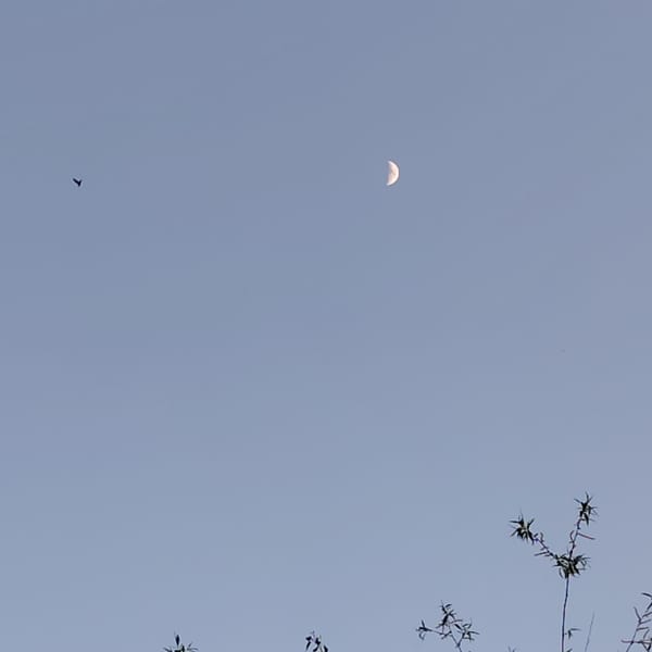 Afternoon nature walk documented across Riga's fields and birch groves