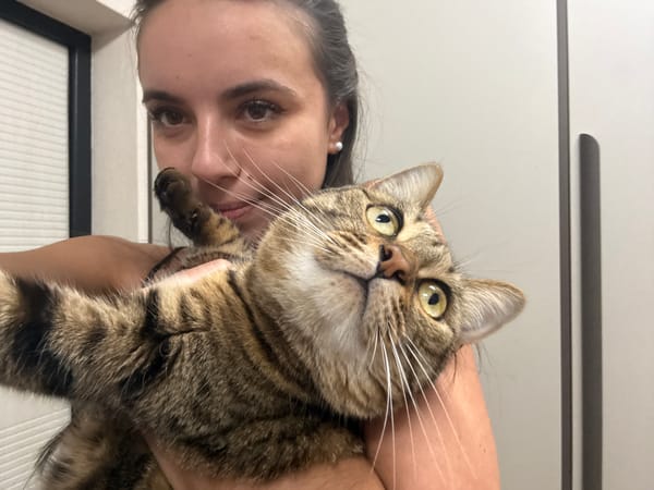 A tabby cat photographed from every angle at home