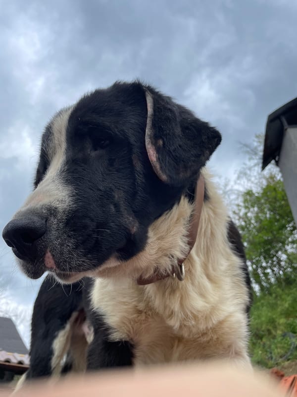 Dog photographed in multiple poses in Zlatograd, Bulgaria