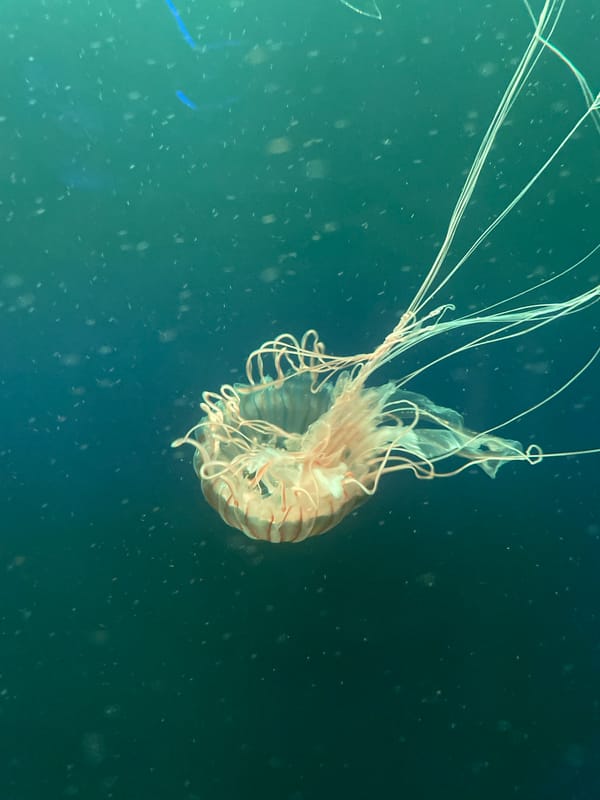 Jellyfish tanks and penguins at a London aquarium