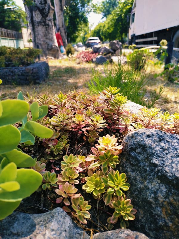 Summer garden in full bloom, Horishni Plavni