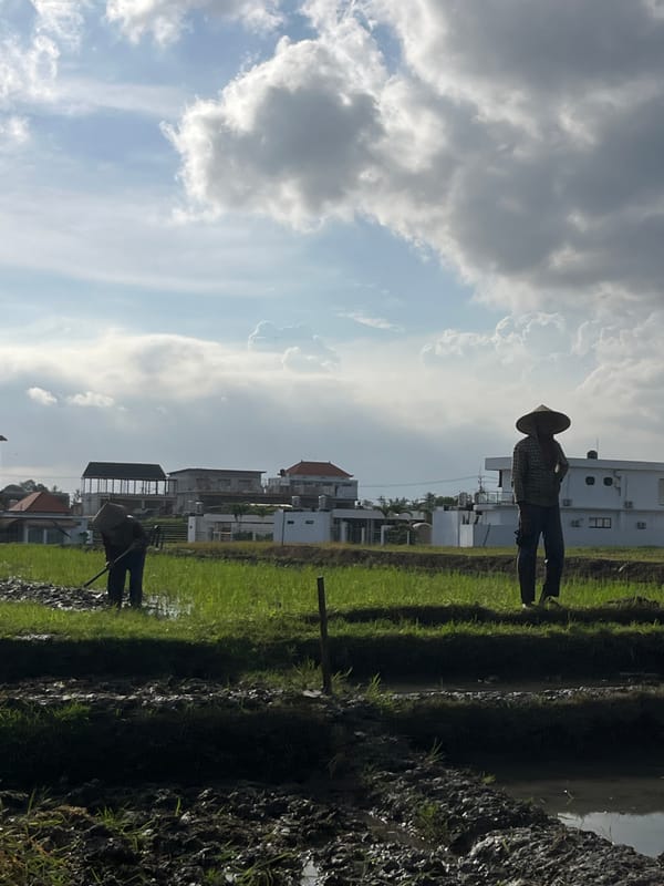 Rice farmers tend young crops in Mengwi paddies