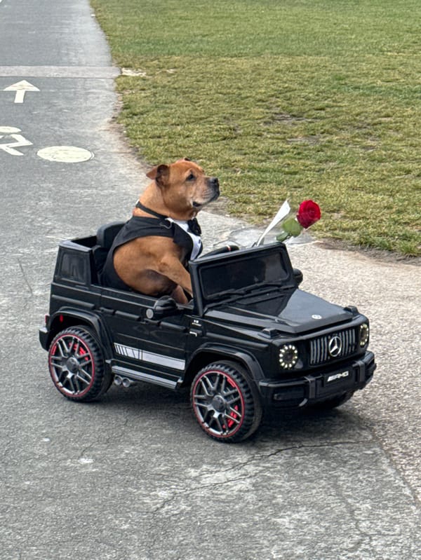 Valentine's Day lakeside strolls and toy car dog in Annecy