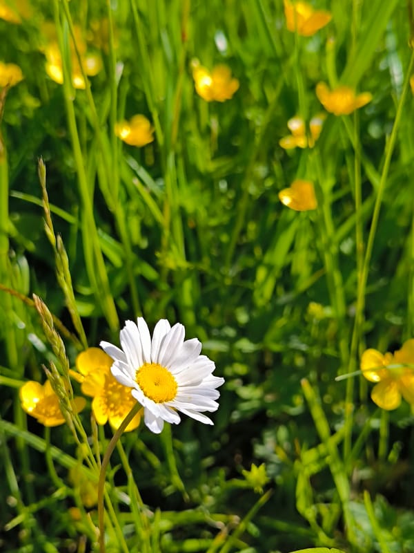 Wildflower photography session documented in rural Laskino, Russia
