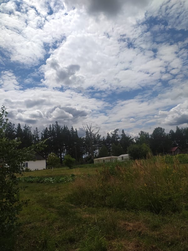 Summer harvest season on a forest-edge homestead