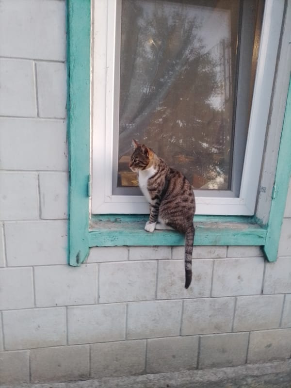 Summer evening in Ustyvytsia: cats, spiders, and garden flowers