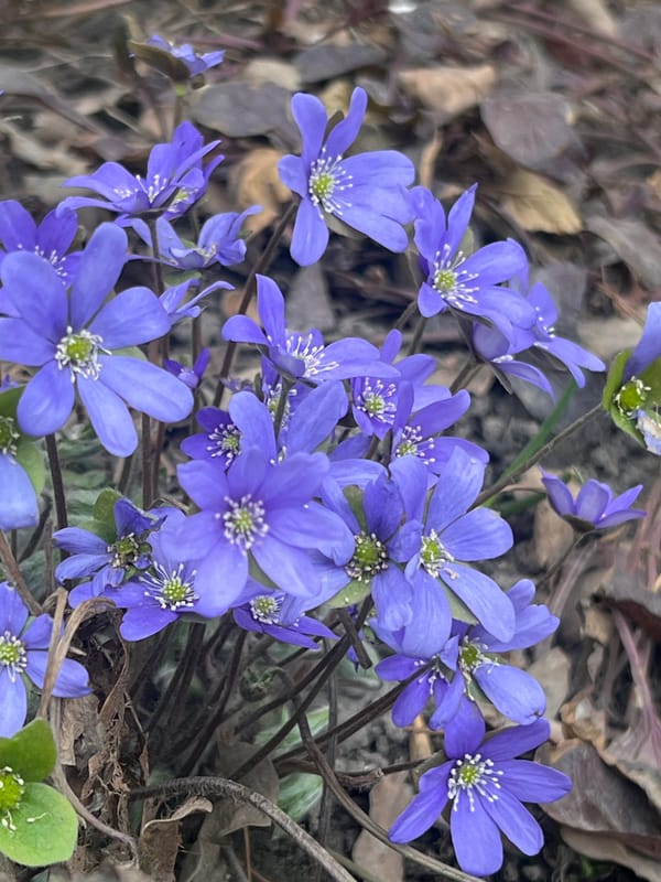 Spring wildflowers bloom in Saint Petersburg gardens