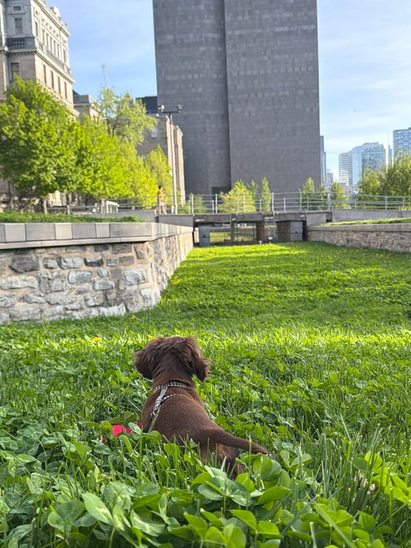 Cocker Spaniel spotted in Montreal clover patch