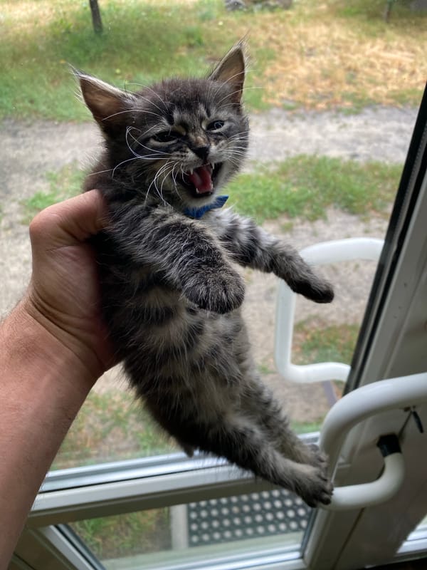 Tiny grey tabby kitten caught mid-hiss, held in one hand