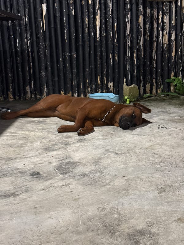 Cats, a macaw, and a dog hanging out in Wichit