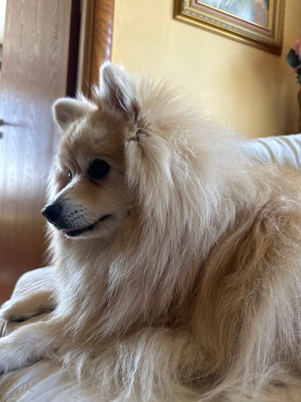 Pomeranian dog and street scenes documented in Dimitrovgrad, Bulgaria