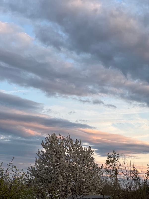 Spring blossoms observed under colorful evening clouds in Bulgaria
