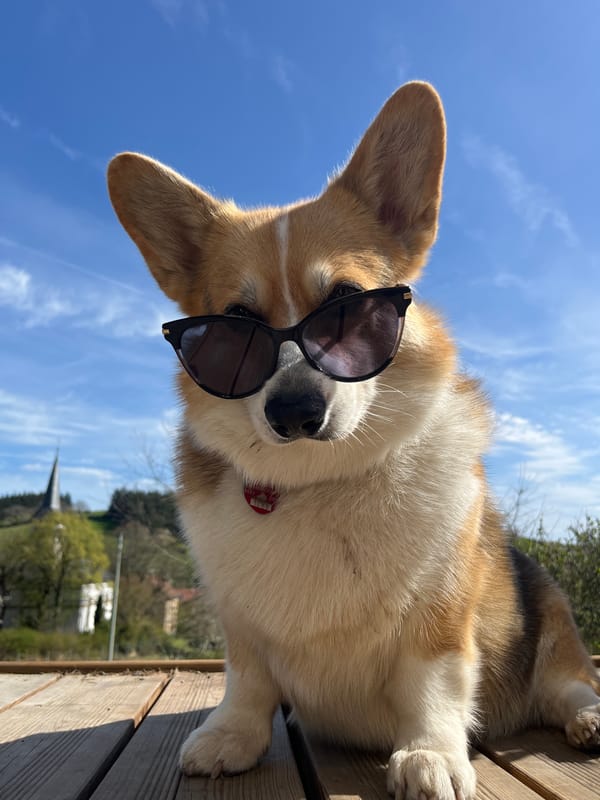 Child and muddy Corgi play outdoors in German garden