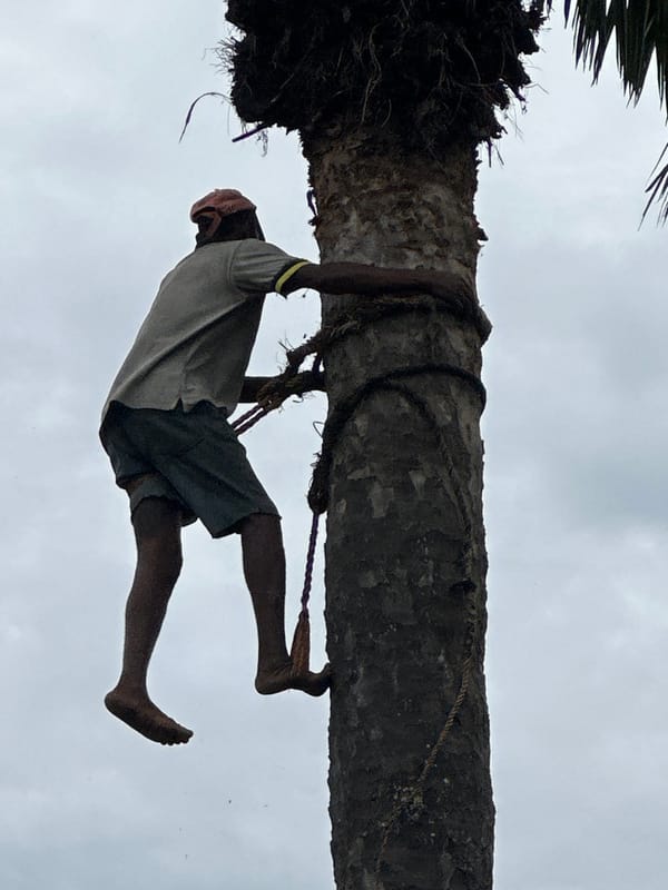 Palm tree harvester works in Ikot Ekpene, Nigeria