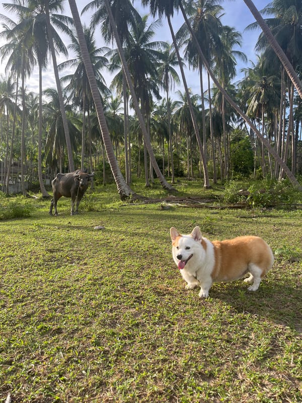 Corgi dog rests in sunny Thai village scene