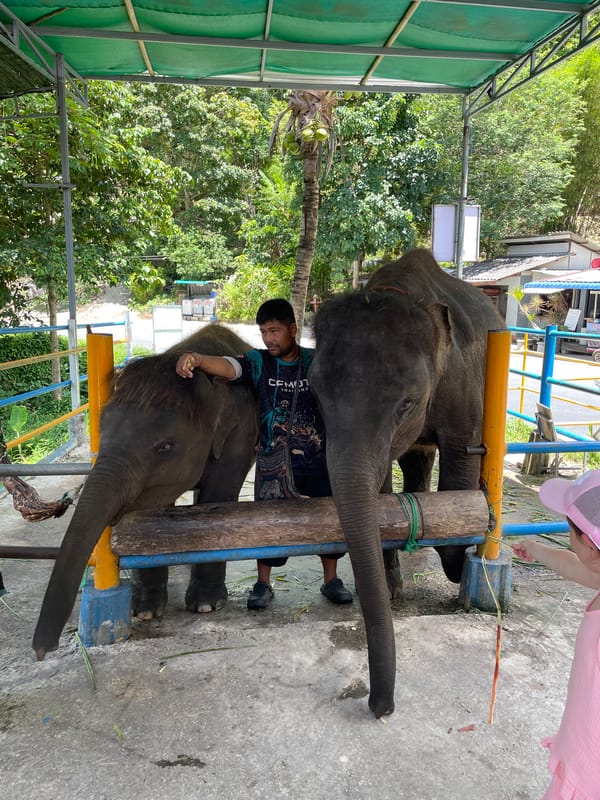 Visitors interact with elephants at Chalong facility
